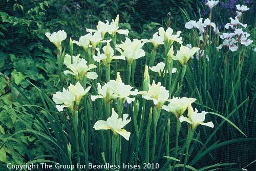 Iris sib. Dear Delight